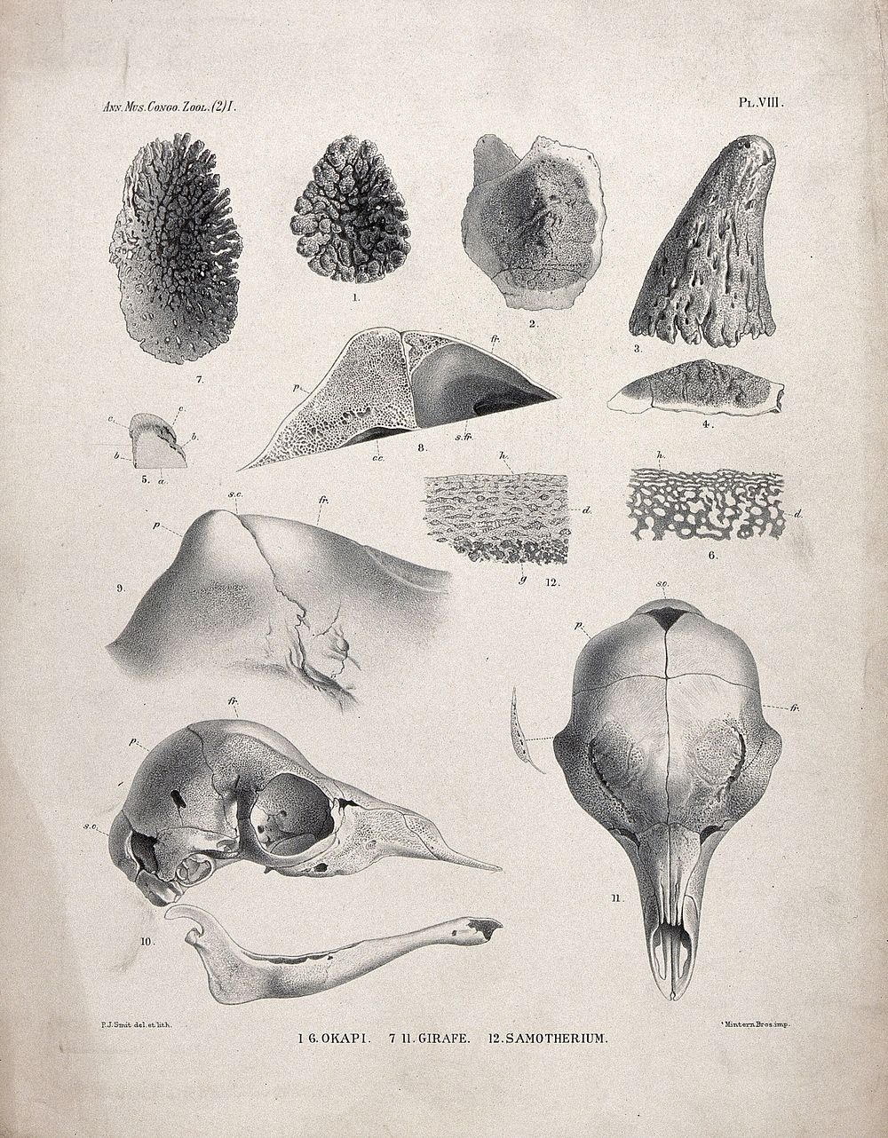 Bones and cross-sections of bones of an okapi, a giraffe and a samotherium. Lithograph by P. J. Smit.