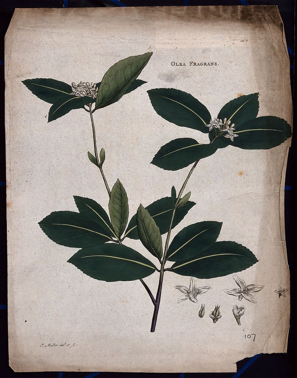Kwei plant (Osmanthus fragrans): flowering stem with floral segments. Coloured etching by J. Miller, c. 1771.
