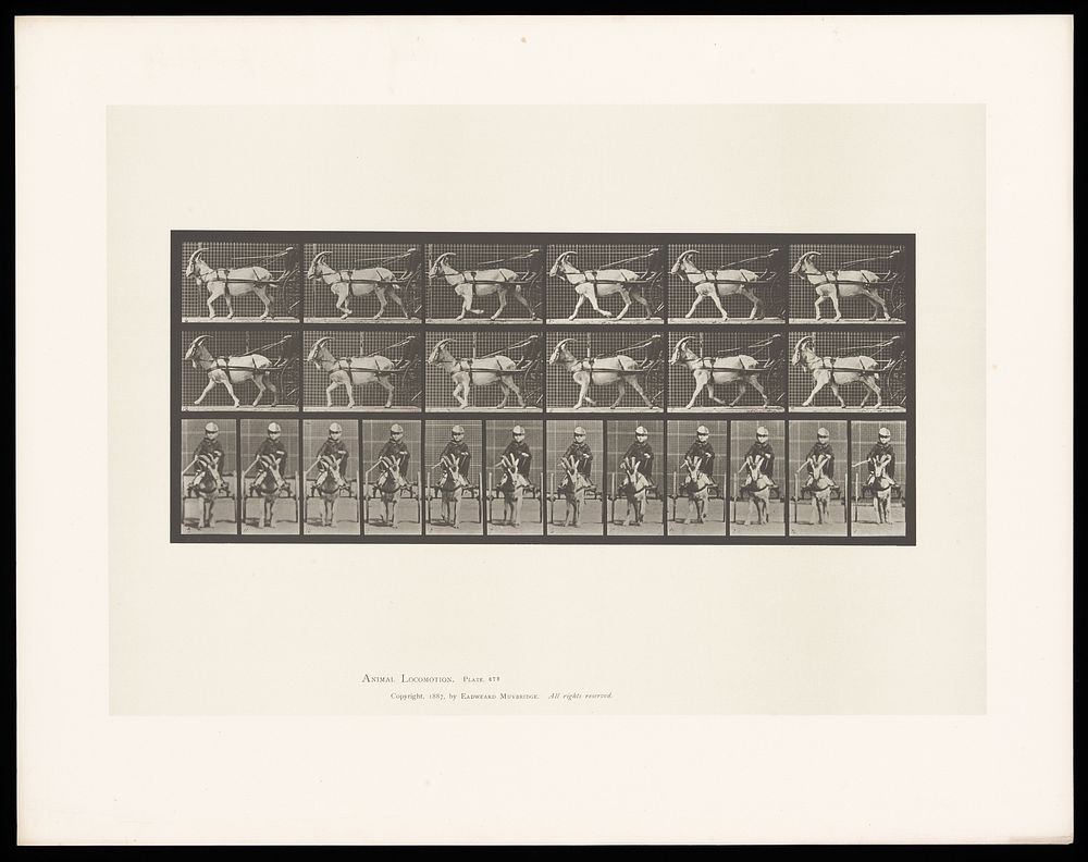 A goat trotting, pulling a two-wheeled sulky with a boy in it. Collotype after Eadweard Muybridge, 1887.