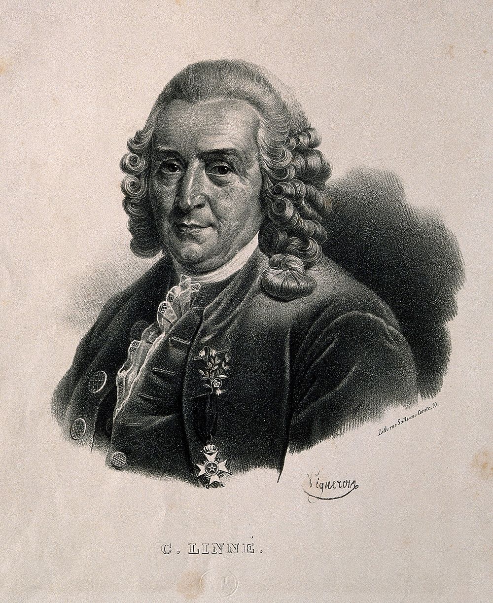Carolus Linnaeus. Lithograph by P. R. Vignéron.