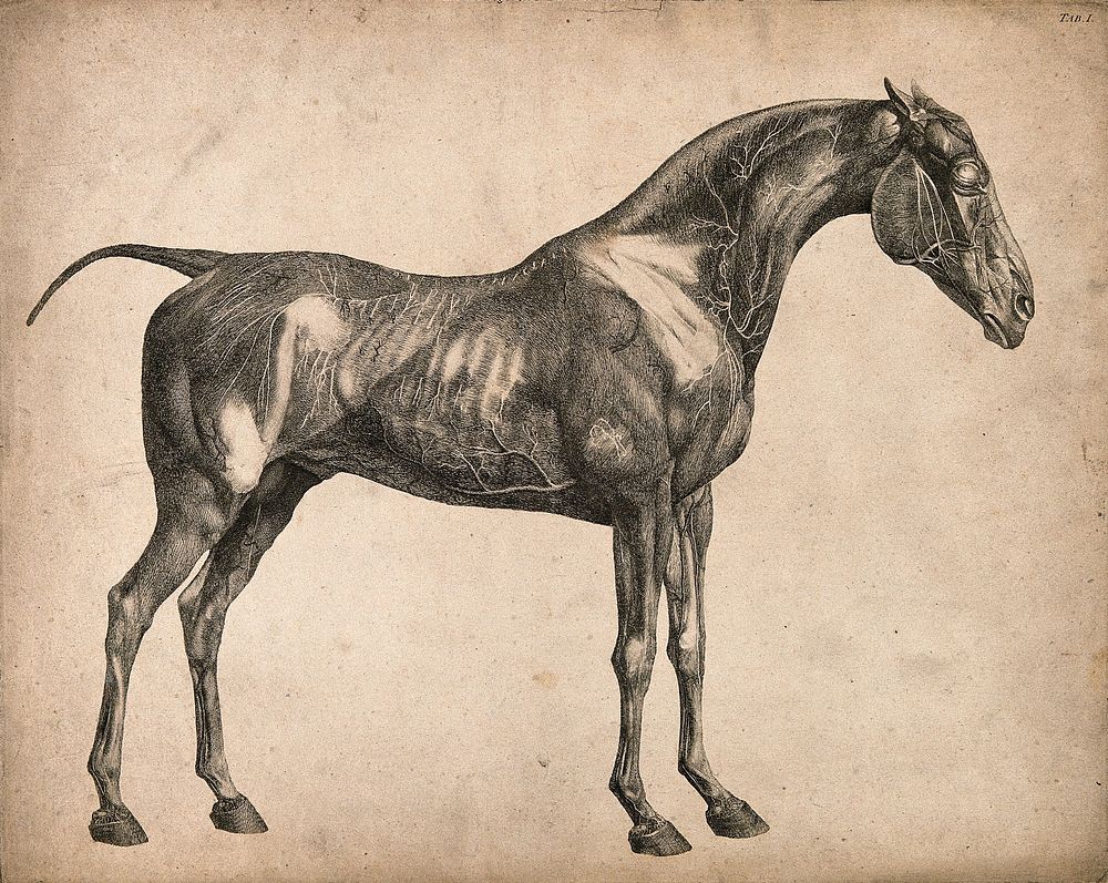 Blood-vessels of a horse: an écorché figure, side view, with the blood-vessels indicated. Engraving with etching by G.…