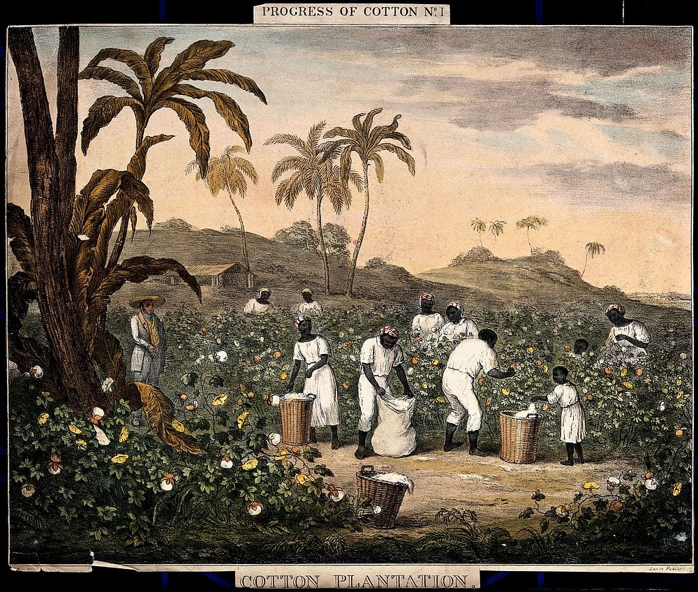People with baskets and sacks pick cotton on a plantation. Coloured lithograph after J.R. Barfoot.