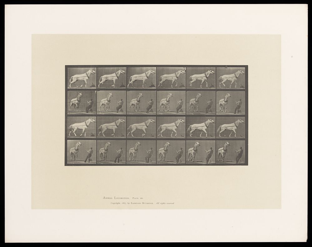 A horse walking, pulling something, a man pulling on its reins. Collotype after Eadweard Muybridge, 1887.