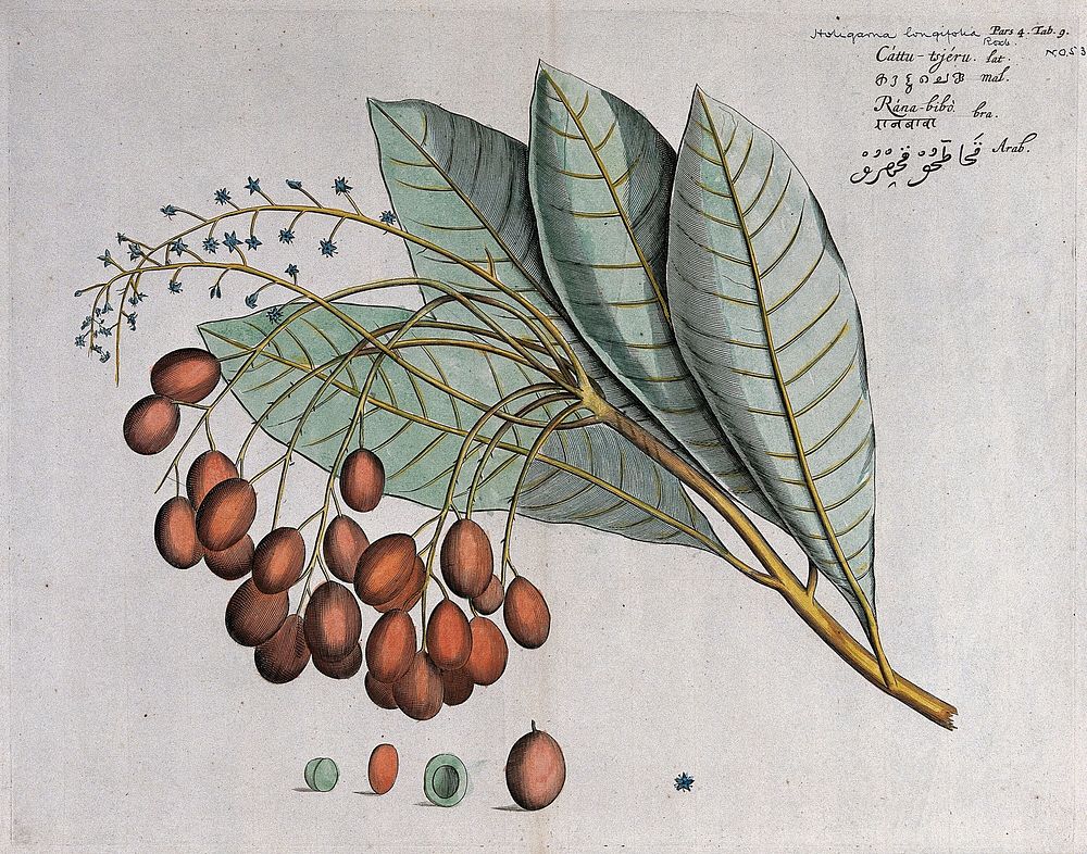 A plant (Holigarna arnottiana): branch with leaves, flowers and fruit and cross-sections of fruit and seed. Coloured line…