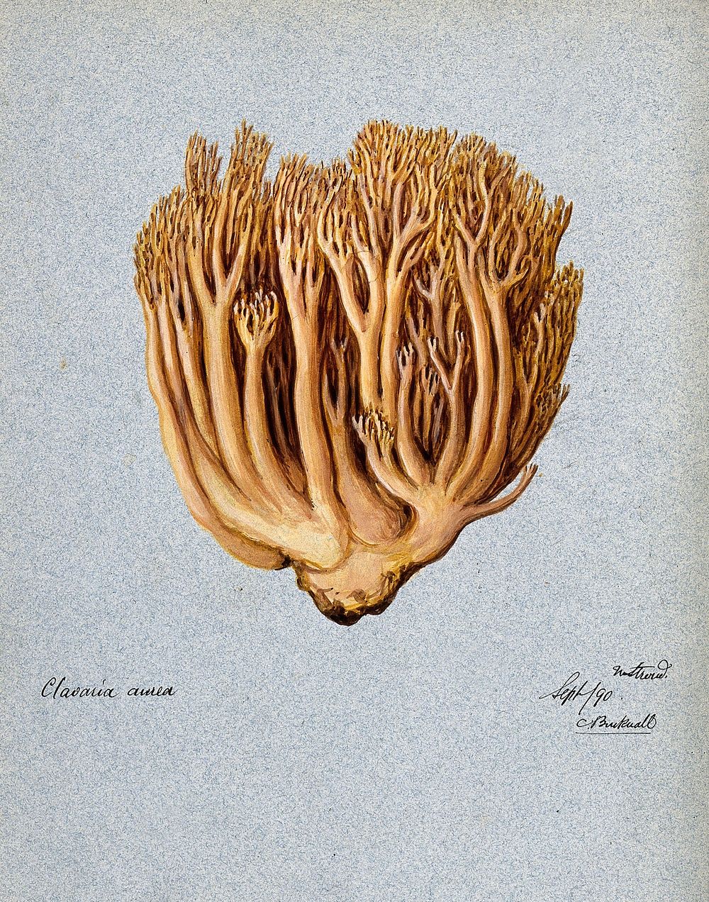 A fungus (Ramaria aurea): fruiting body. Watercolour by C. Bucknall, 1890.