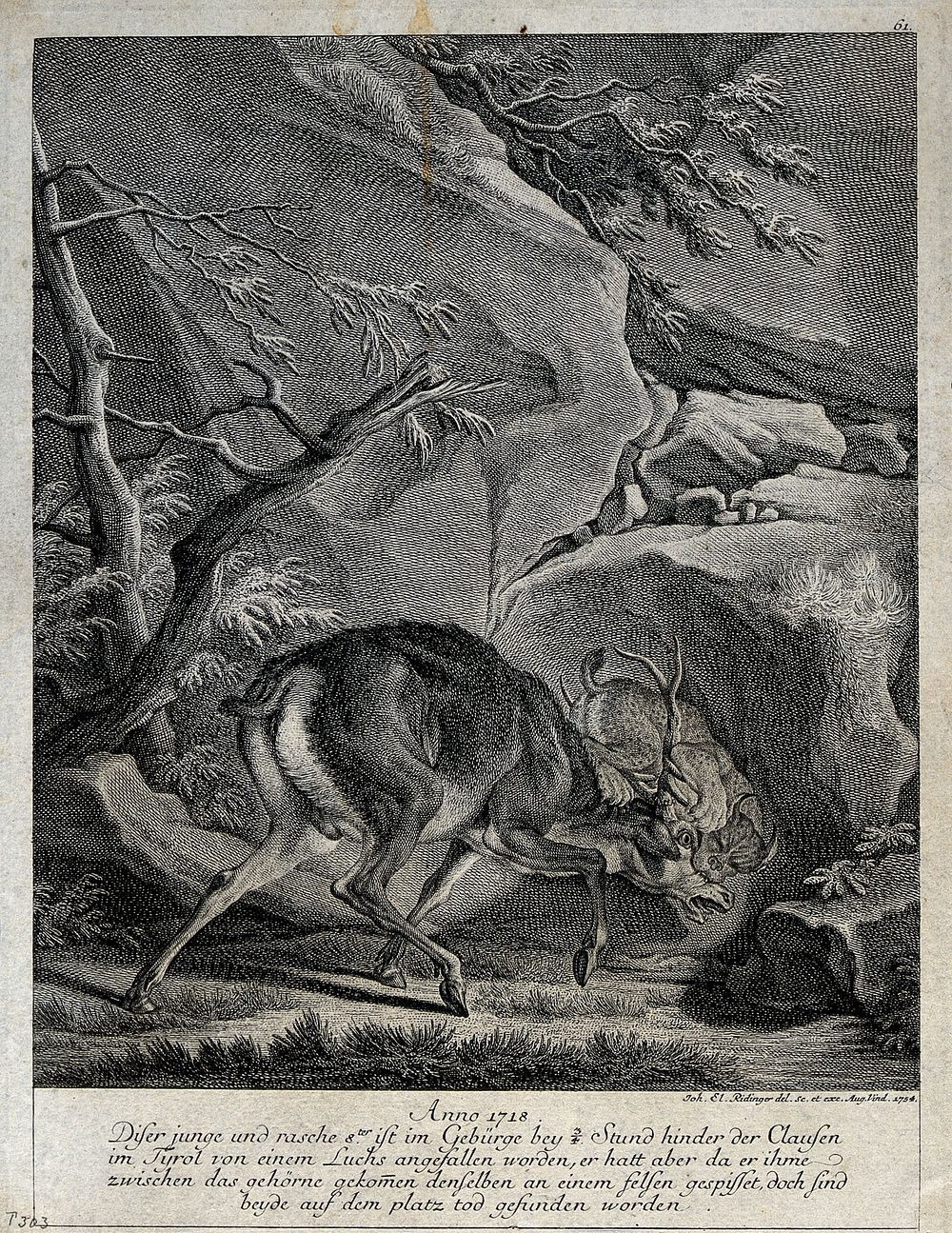 A fight between a young stag and a lynx in which both die. Etching by J.E. Ridinger.