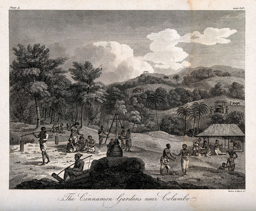 Slaves harvesting cinnamon near Colombo, Sri Lanka. Line engraving by Mutlow.