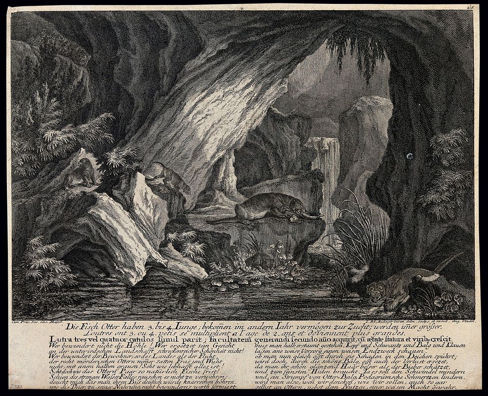 A group of otters in an underground cave with a waterfall in the background. Etching by J.E. Ridinger.