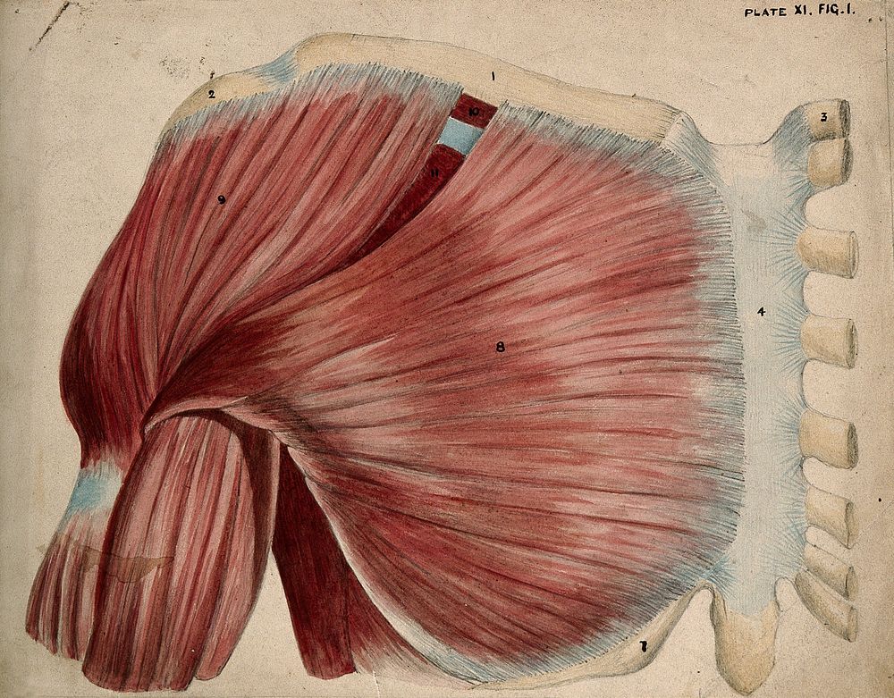 Dissection showing the shoulder and chest muscles: view of the pectoral and the deltoid muscles. Watercolour and pencil…