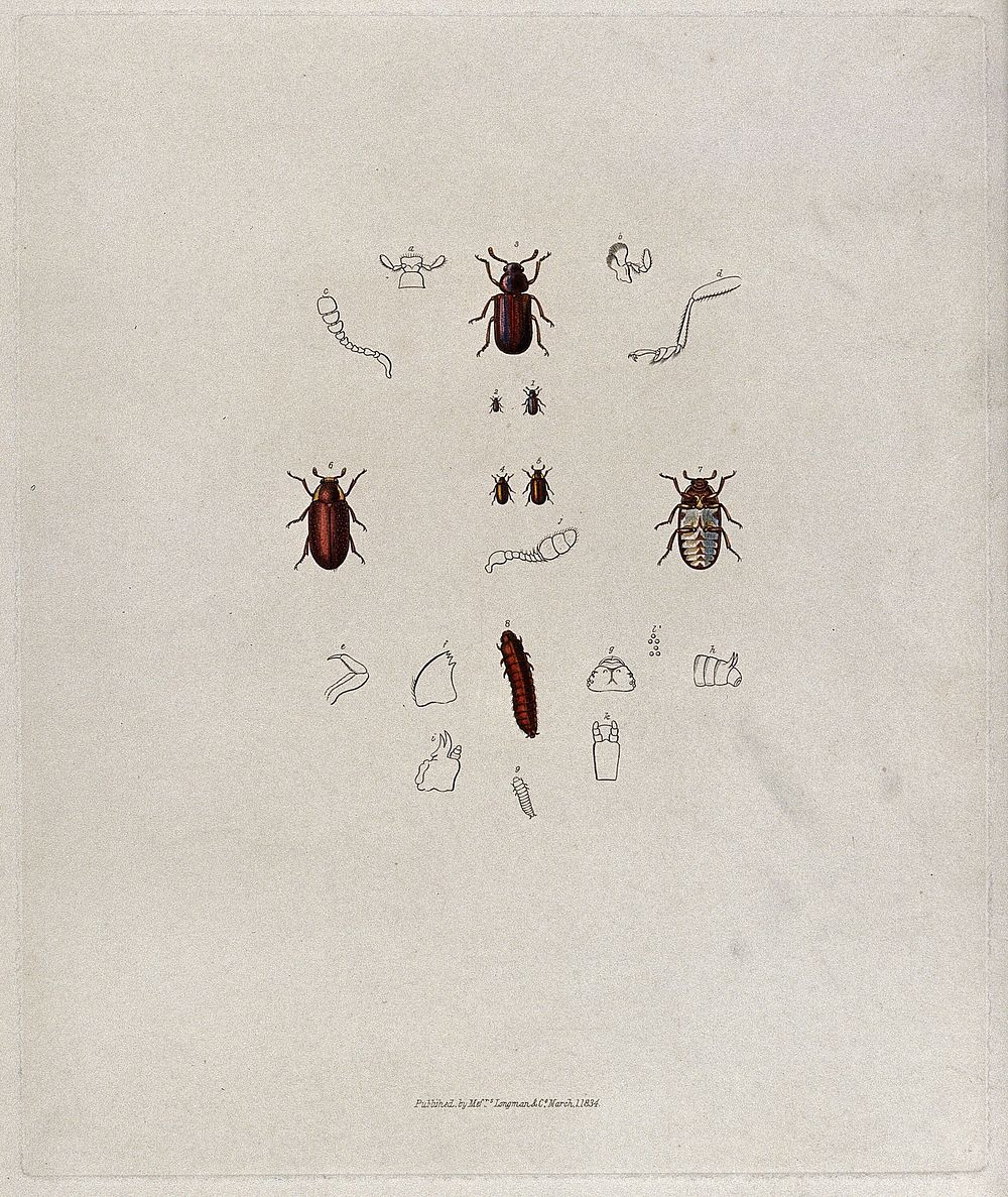 A beetle and its larva with anatomical segments. Coloured engraving, ca. 1834.