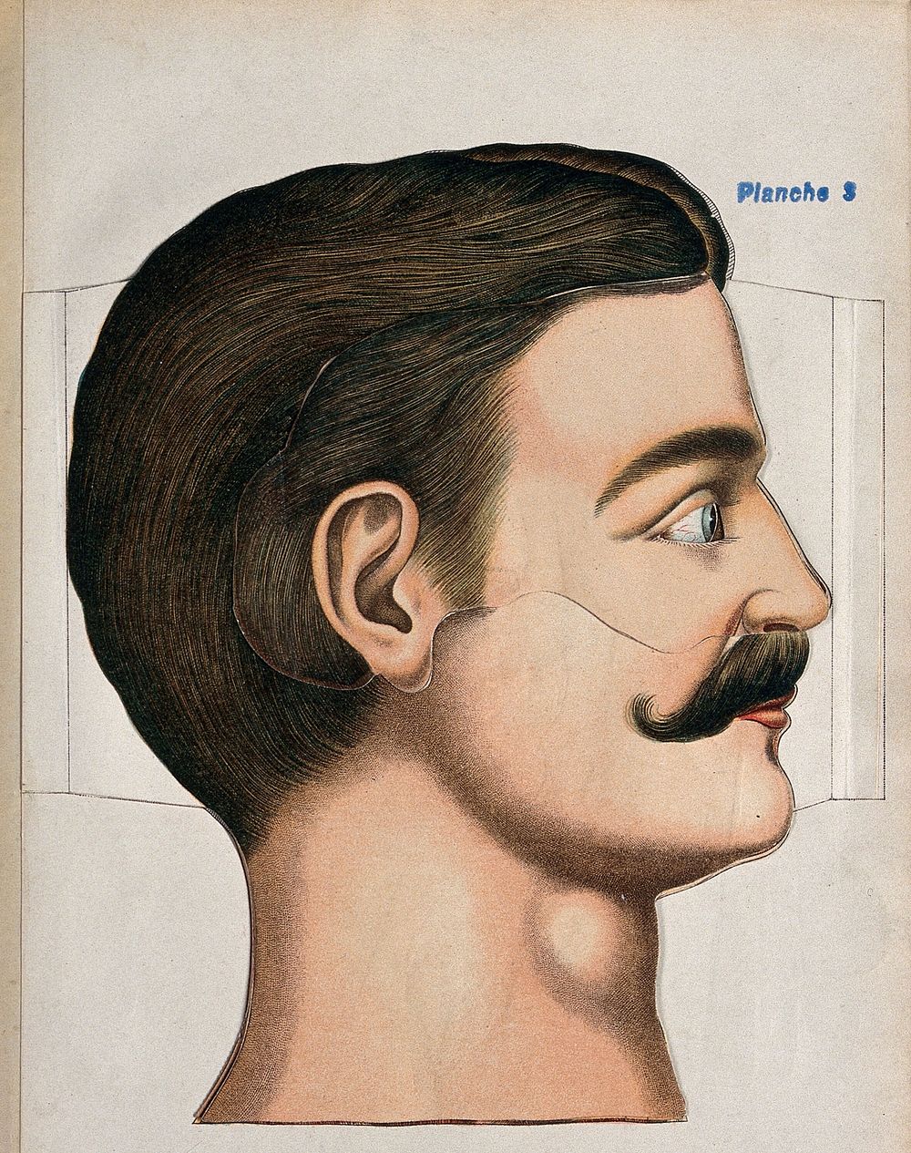 Anatomie élémentaire du corps humain / par Étienne Rabaud.