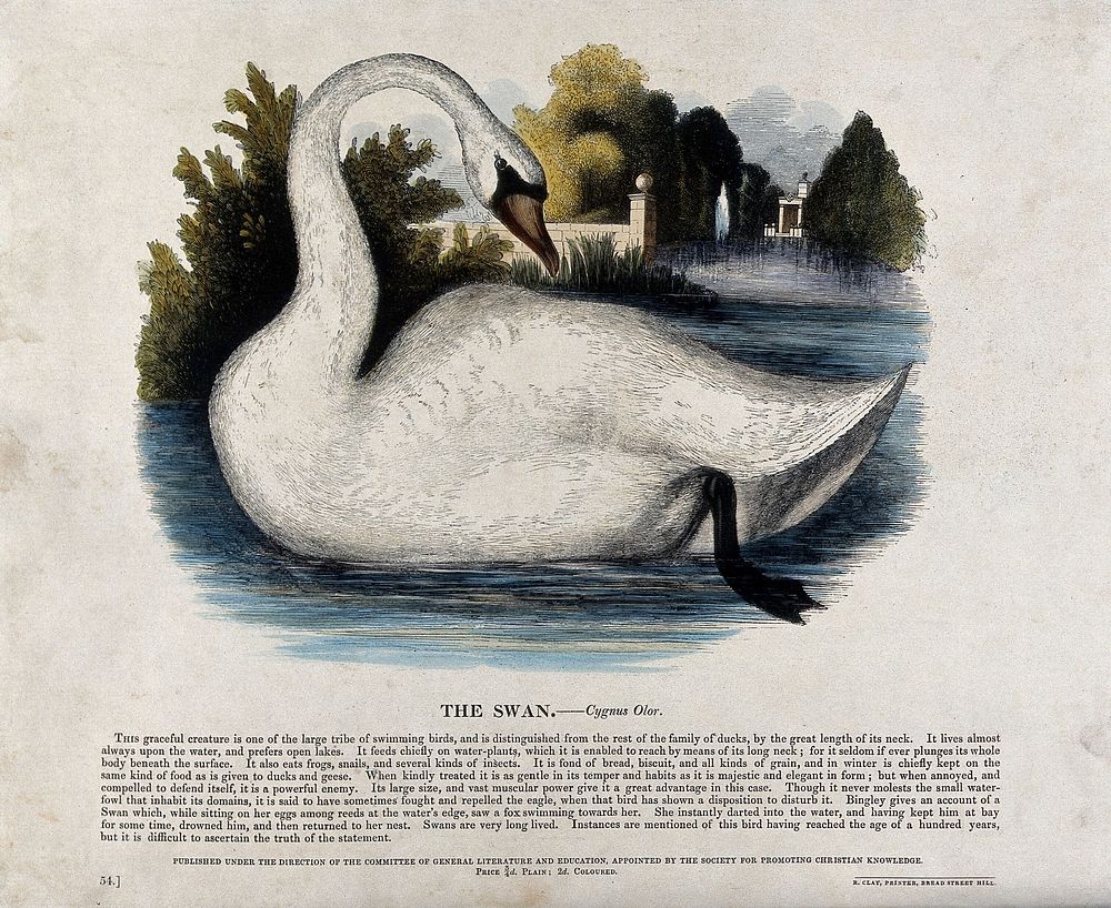 A swan on a lake. Coloured wood engraving by J. W. Whimper.