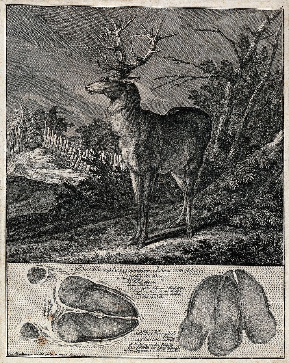 Above, a stag coming out of the forest on to a clearing, below, its hoof prints in soft and hard ground. Etching by J. E.…