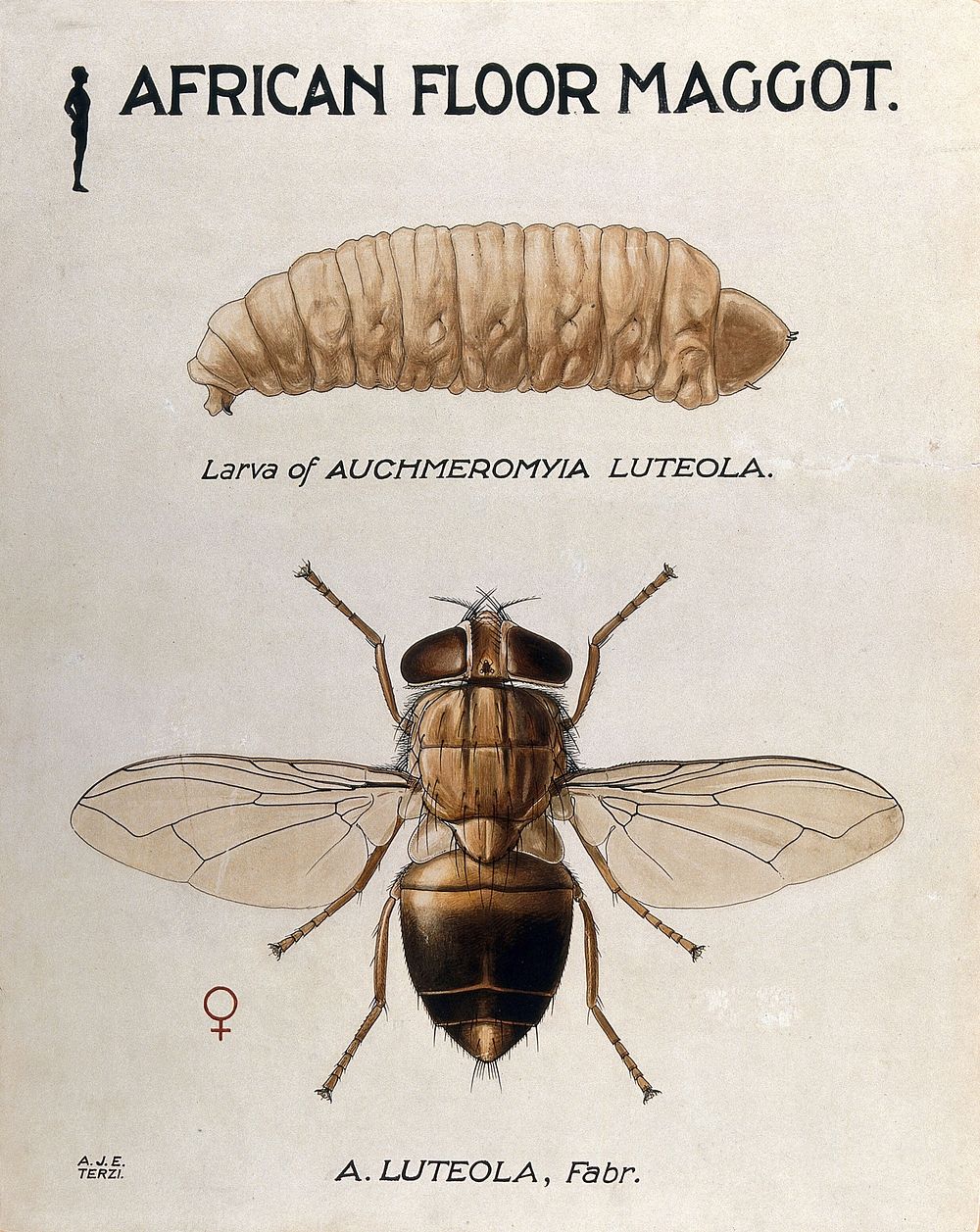 An African floor maggot (Auchmeromyia luteola): larva and fly. Coloured drawing by A.J.E. Terzi.