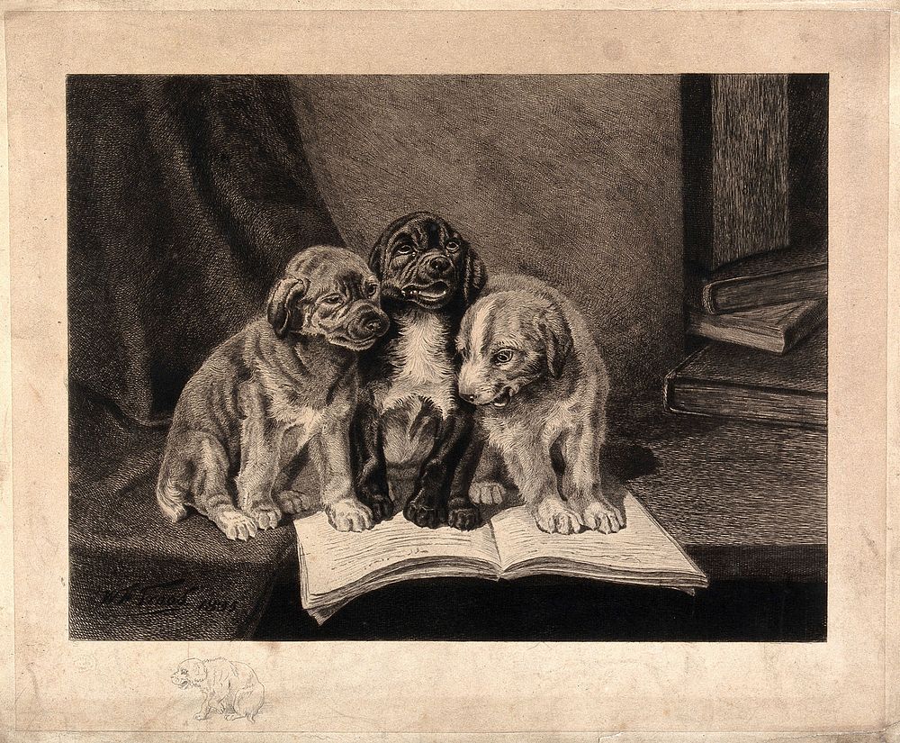 Three puppies sitting on an open book on a table. Etching by W. H. H. Trood.