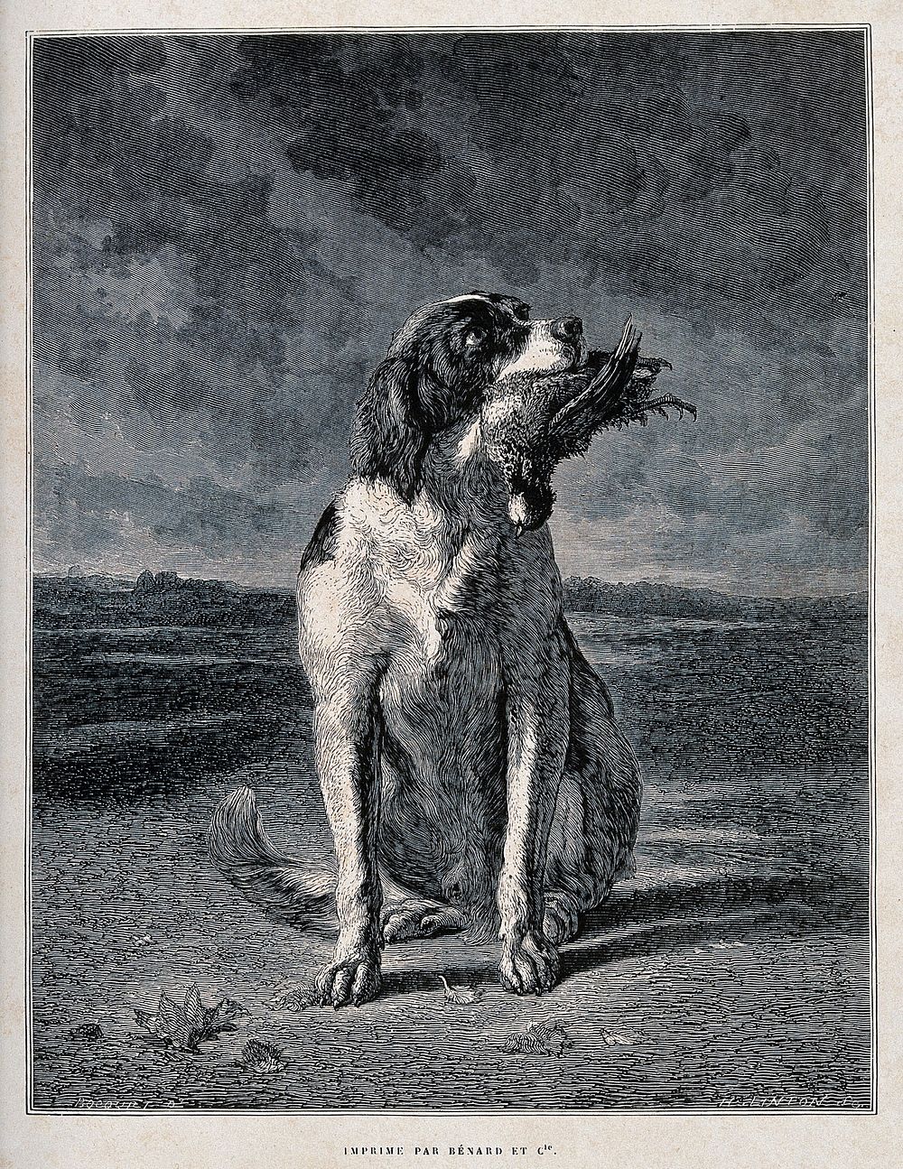 A hunting dog sitting with a game bird in its mouth. Wood engraving by H. D. Linton after Bocquet.
