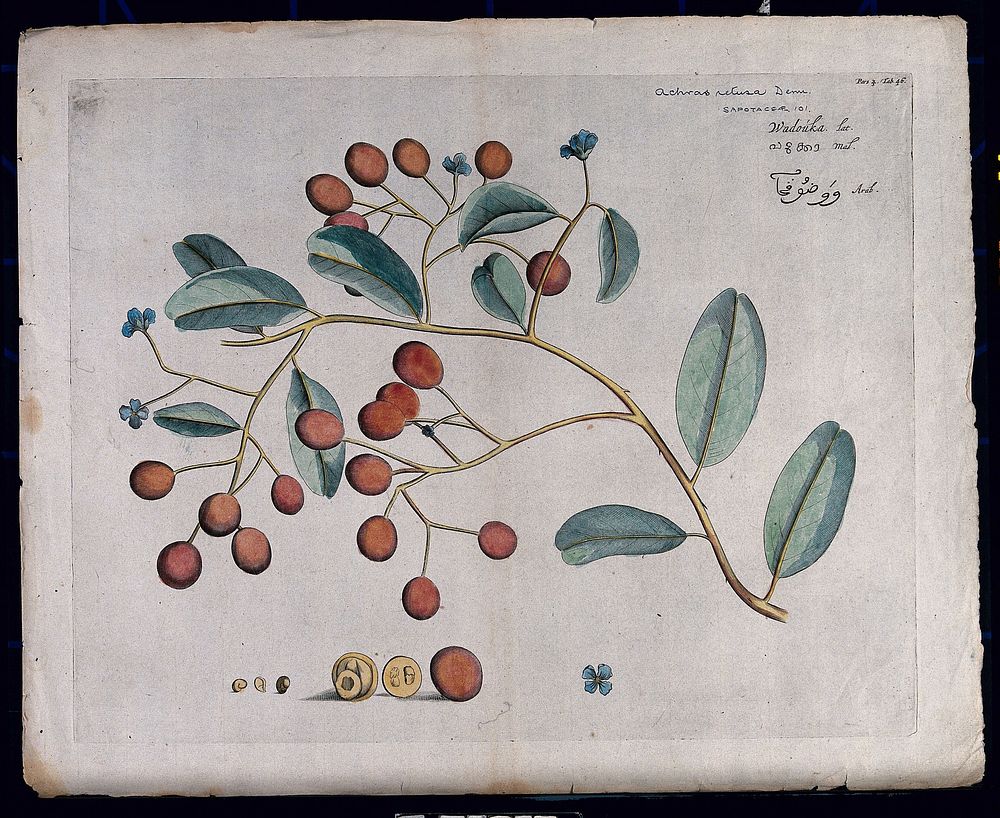 A species of Sapotaceae: branch with flowers and fruit, separate flower and sections of fruit and seeds. Coloured line…