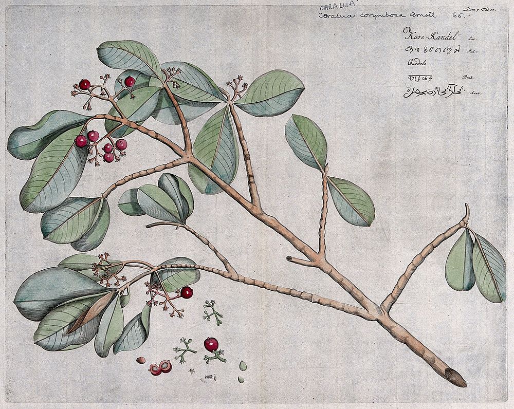 Carallia corymbosa Arn.: branch with flowers and fruit, separate inflorescence, fruit and seed and cross-sections of fruit…