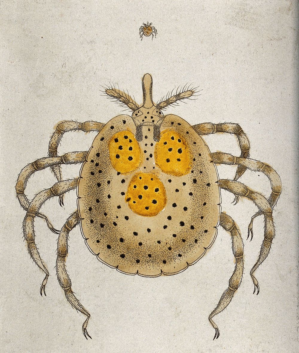 A spider, both enlarged and life size. Coloured engraving.