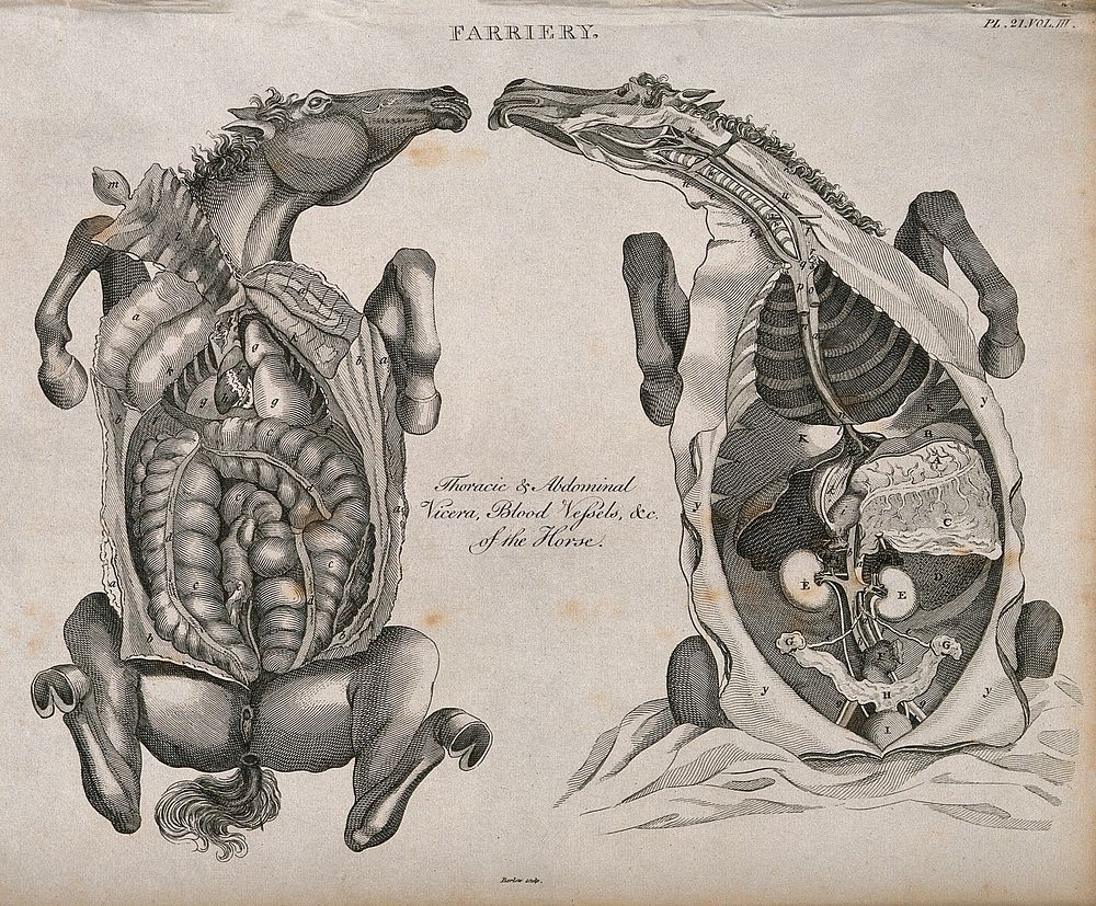 Two dissections of a horse's thorax and abdomen, seen from below, showing the internal organs and blood vessels. Etching by…