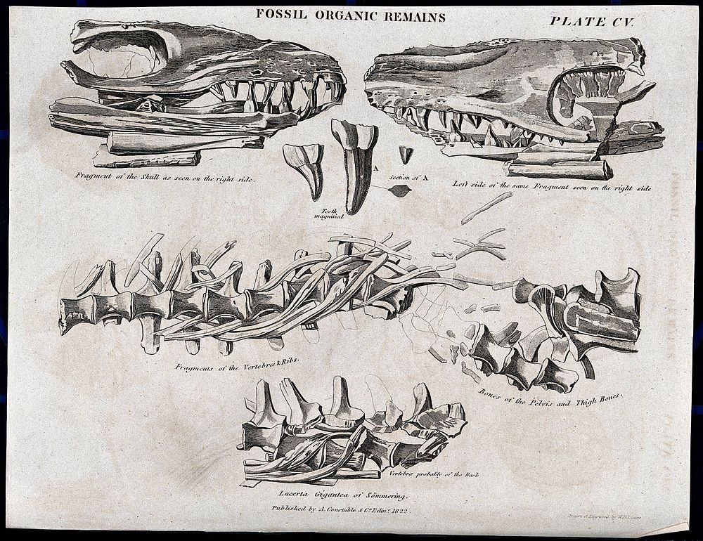 Fossilized organic remains of animal jaw bones and spines. Etching by W. H. Lizars.