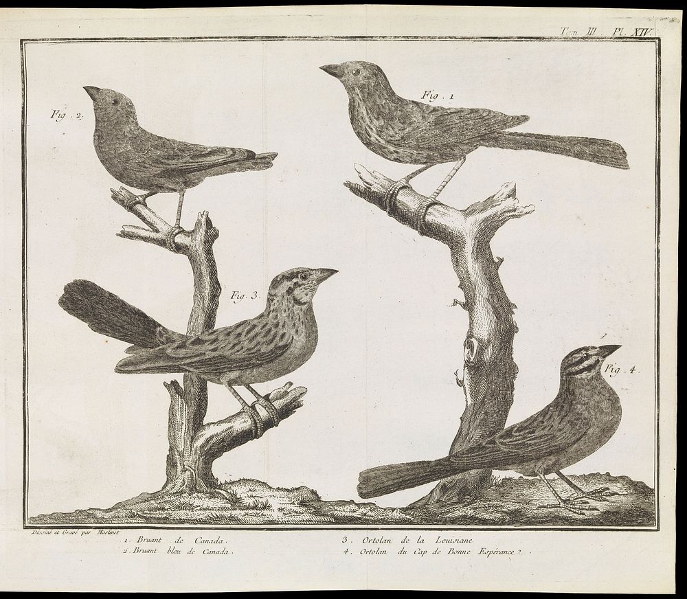 Classification of four bird species
