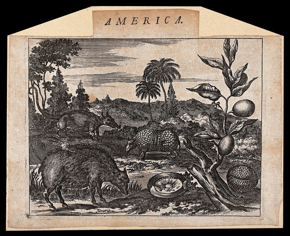 America: indigenous animals and plants. Etching.