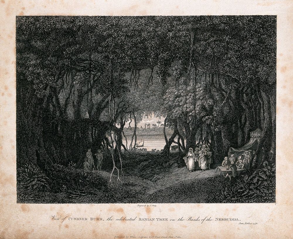 View from inside an enormous banyan tree (Ficus benghalensis L.). Engraving by J. Greig, after J. Forbes, 1778.