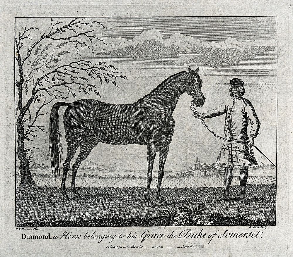 A groom holding a stallion by its reins. Etching by R. Parr after P. Tillemans.