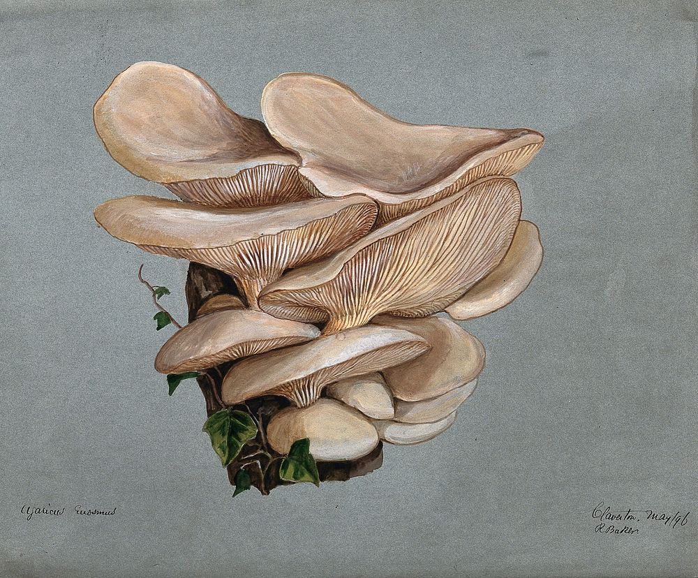 A fungus (Agaricus euosmus) growing on wood. Watercolour by R. Baker, 1896.