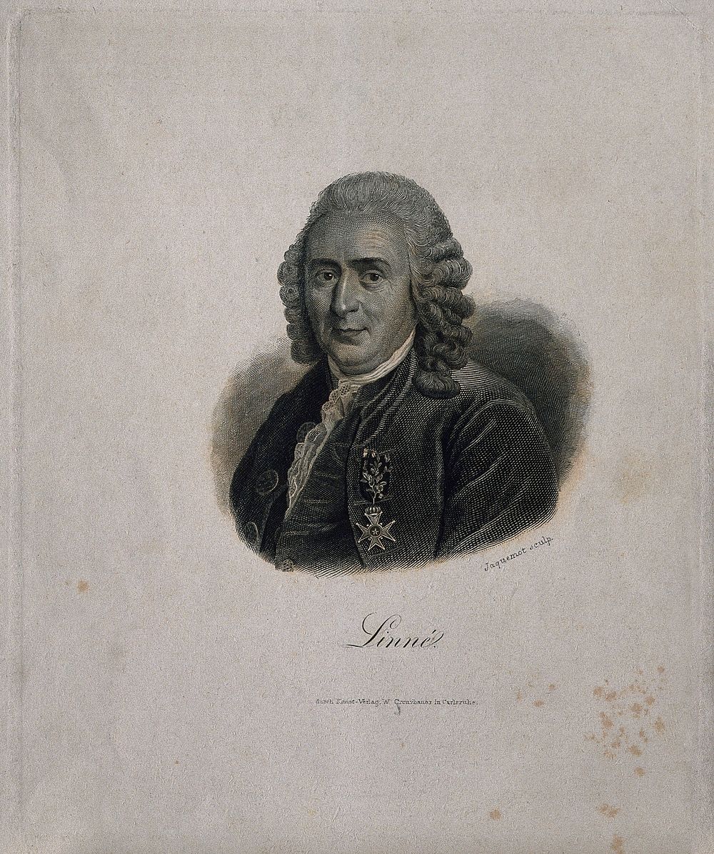 Carolus Linnaeus. Line engraving by G. F. L. Jaquemot.