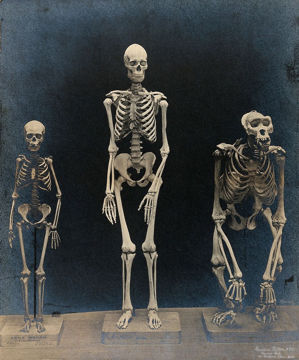 Skeleton of a man, a woman from the Akka tribe and a gorilla (provided by the hunter-naturalist Paul Du Chaillu), displayed…