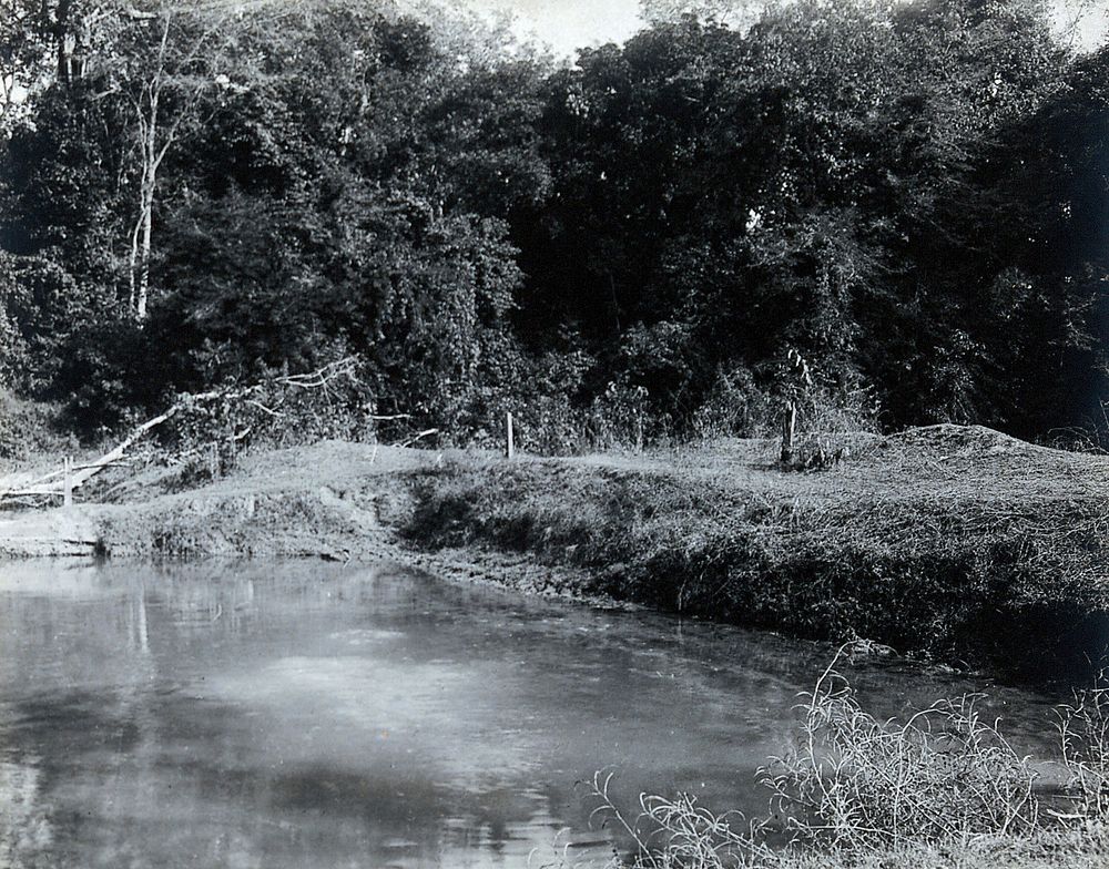 Assam, India: a pond surrounded by dense vegetation and trees. Photograph, 1900/1920 .