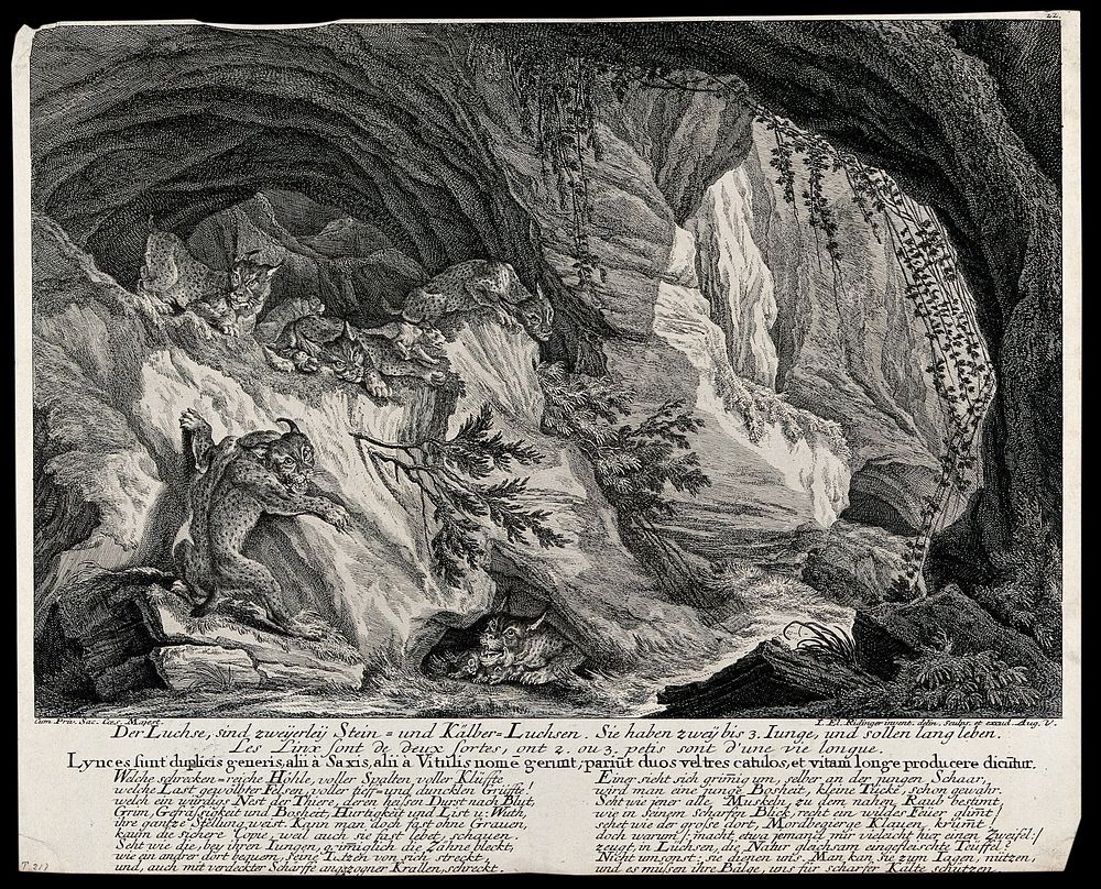 A cave in the mountains with five lynx and their kitten. Etching by J.E. Ridinger.