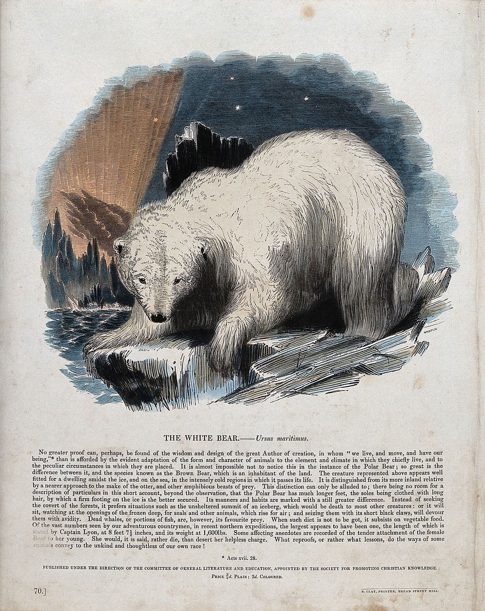 A white bear (Polar bear) standing on an ice floe. Coloured wood engraving by J. W. Whimper.