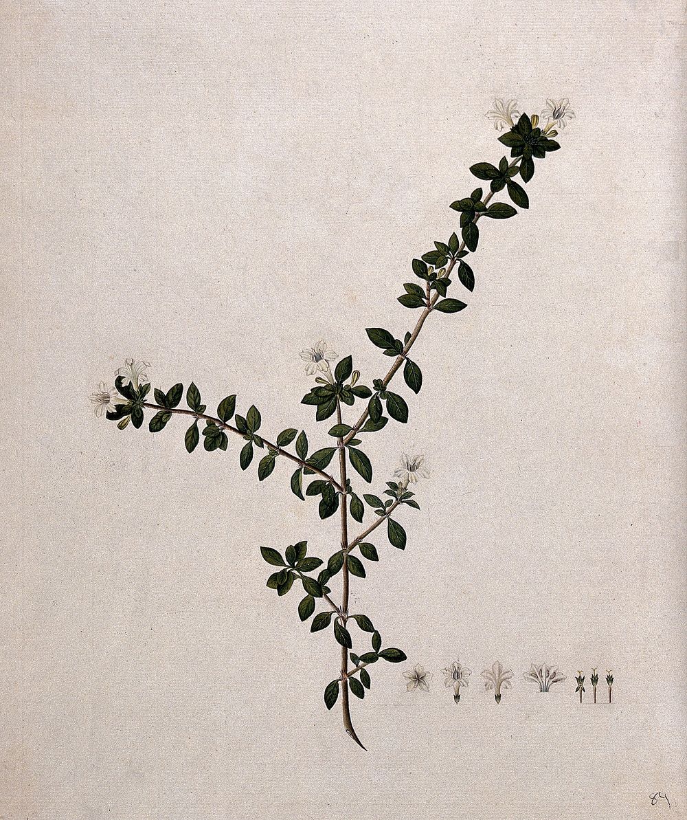 Serissa japonica (Thunb.) Thunb.: flowering stem and floral segments. Watercolour, 17--.