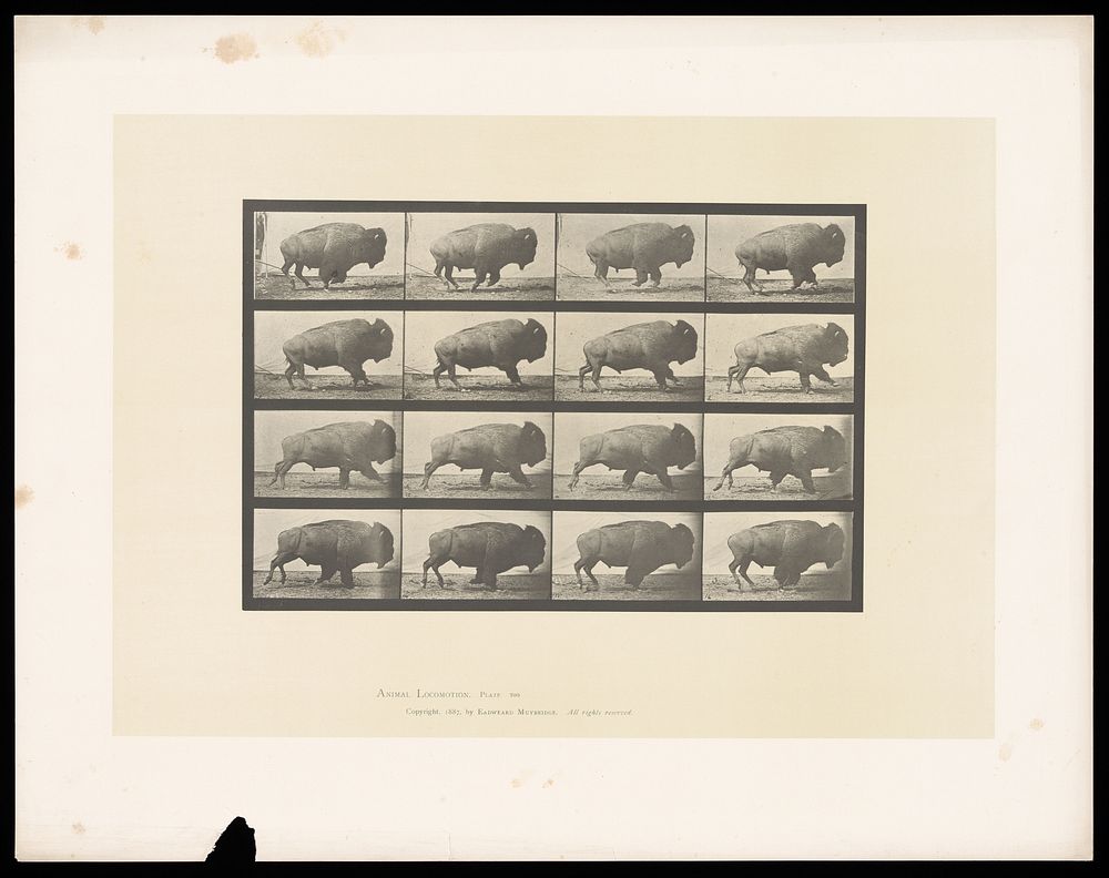 A buffalo walking. Collotype after Eadweard Muybridge, 1887.