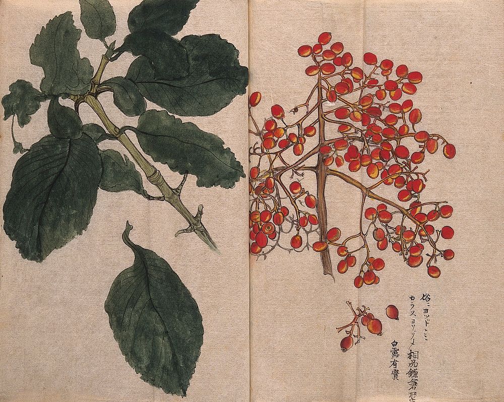 A fruiting plant with red berries, possibly of the Caprifoliaceae family. Watercolour.
