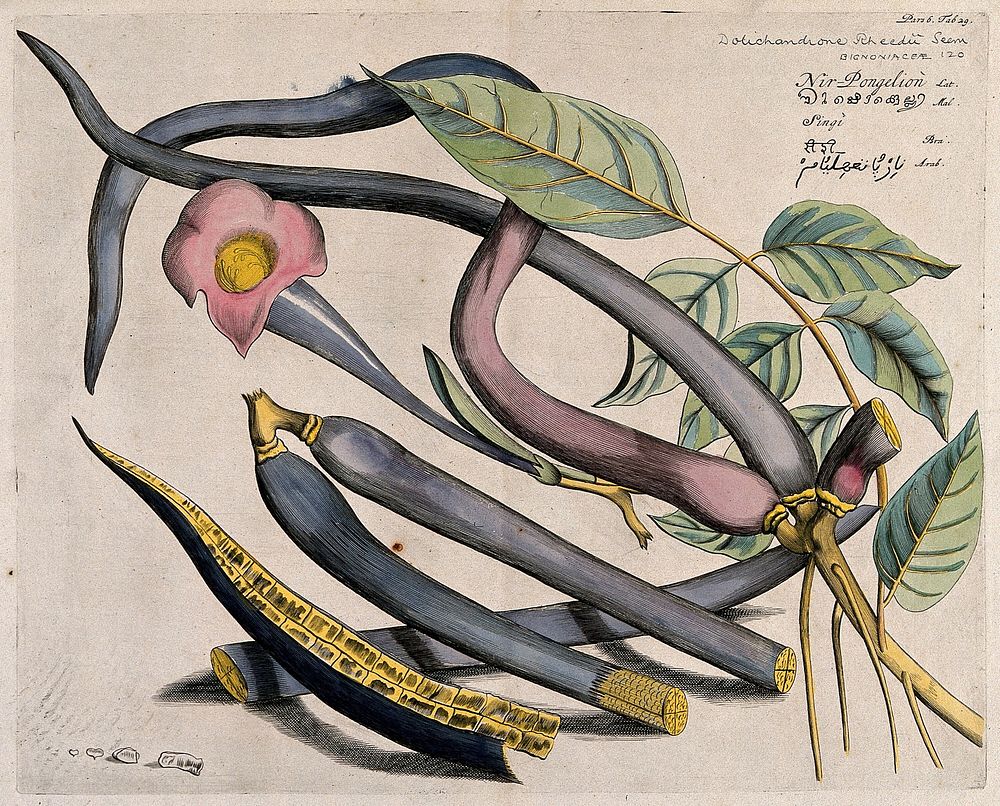 Cittwodi, Hawar or Manchingi (Dolichandrone falcata Seem.): branch with flower and pods, and separate sectioned pods and…