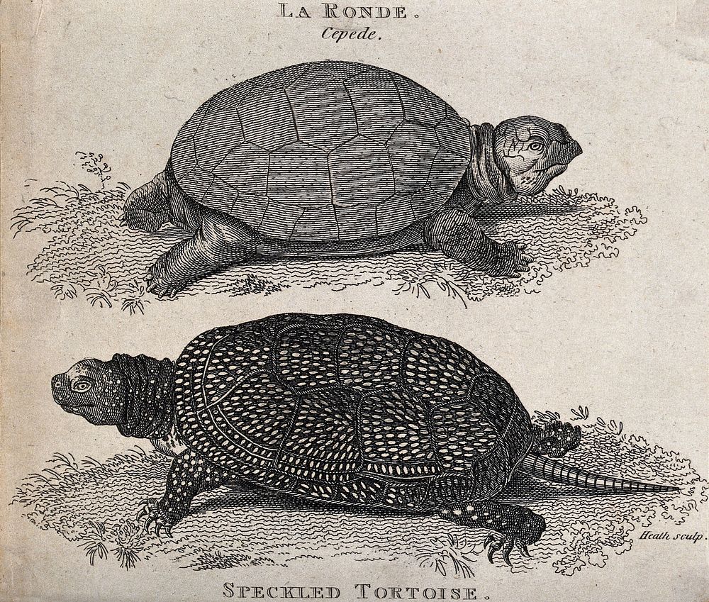 Above, a round tortoise (la ronde); below, a speckled tortoise. Etching by Heath.