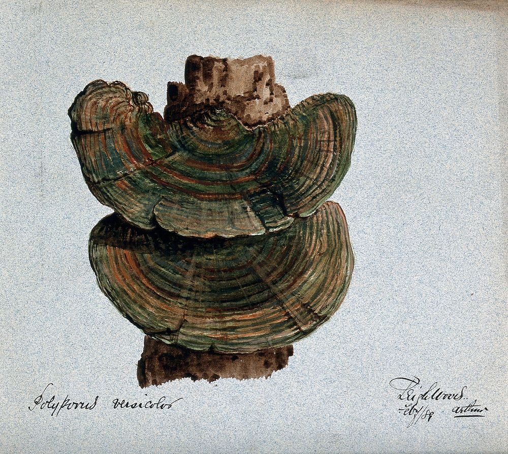 A bracket fungus (Coriolus versicolor): fruiting bodies growing on wood. Watercolour by A. Wheeler, 1889.