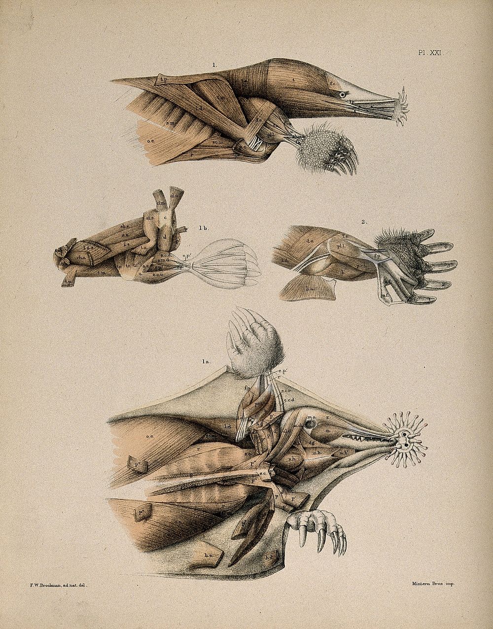 Dissections of a mole: four figures, showing the muscles of the head and limbs. Lithograph by F.W. Brookman, 1880/1900.