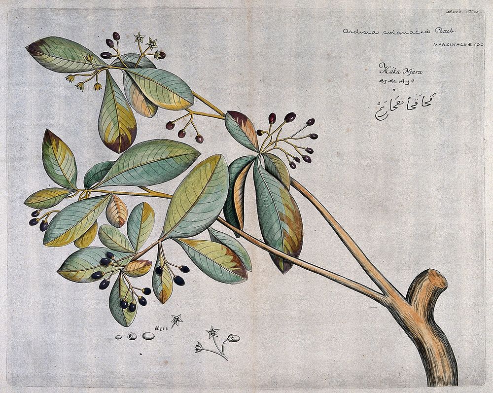 A plant (Ardisia solanacea): branch with flowers and fruit and separate flowers, fruit and seeds. Coloured line engraving.