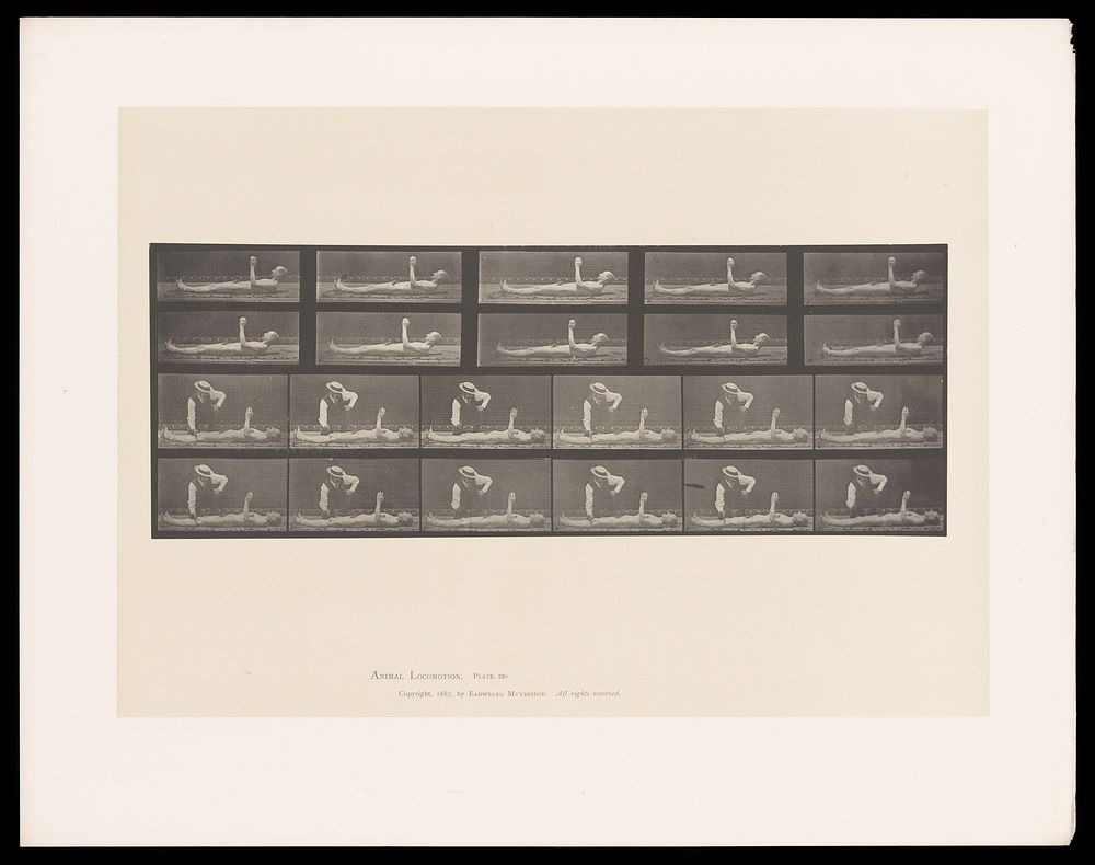 A naked man lying down with raised left arm and head. A clothed man taps his knee. Collotype after Eadweard Muybridge, 1887.