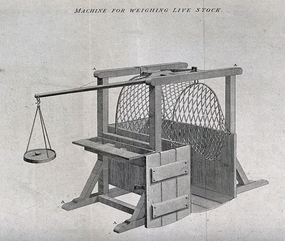 Scales specially adapted for weighing livestock. Engraving, late eighteenth century.