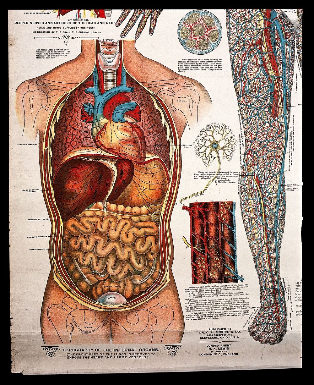 Arterial system of the human body. Chromolithograph by Gustave H. Michel.