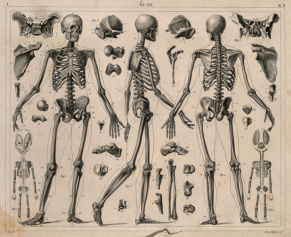 Skeletons and bones, including the skeleton of a foetus . Line engraving by H. Winkles under the direction of J.G. Heck…