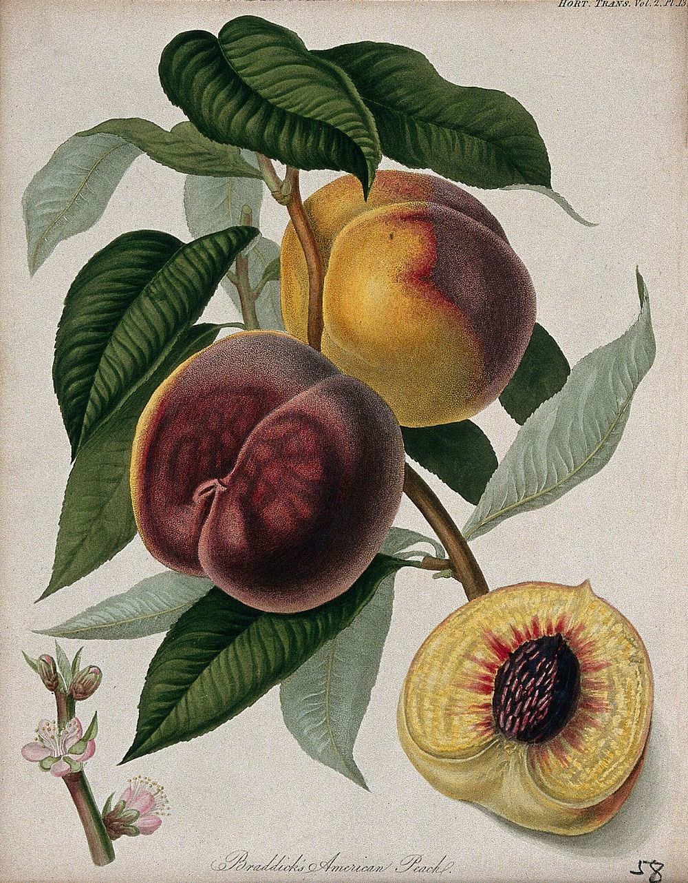 Braddick's American peach (Prunus persica cv.): fruiting branch, flowers and cut fruit. Coloured etching, c. 1812.