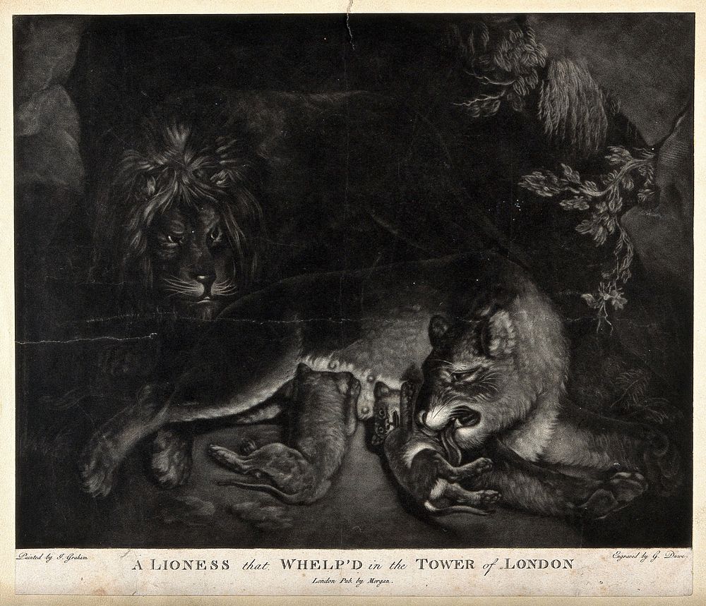 A lion and lioness with cubs. Engraving by G Duwe after J Graham.