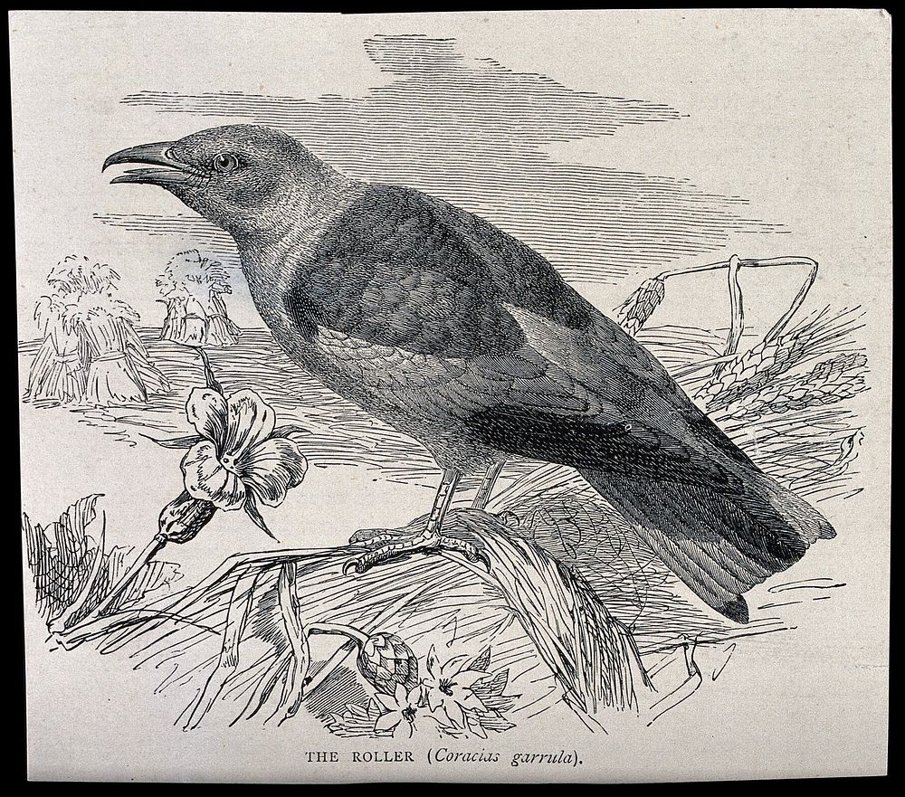 A roller bird (Coracias garrulus). Wood engraving.